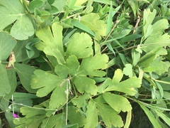 Peucedanum japonicum