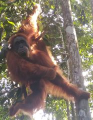 Pongo abelii