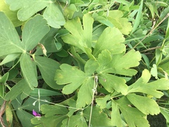 Peucedanum japonicum