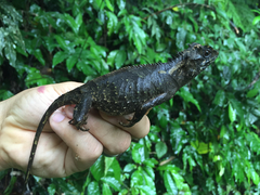 Acanthosaura lepidogaster