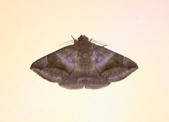 Bastilla amygdalis