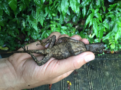 Acanthosaura lepidogaster