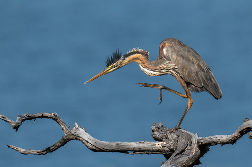 Purple Heron