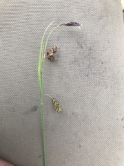Carex pluriflora