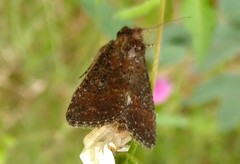 Condica illecta