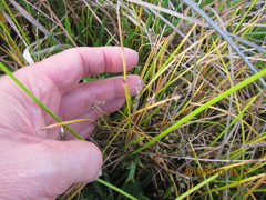 Isolepis distigmatosa