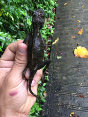 Acanthosaura lepidogaster