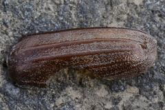 Melolontha melolontha