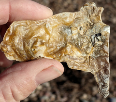 Malleus meridianus