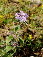 Ziziphora clinopodioides