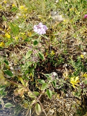 Ziziphora clinopodioides