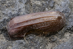 Melolontha melolontha