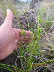 Isolepis distigmatosa