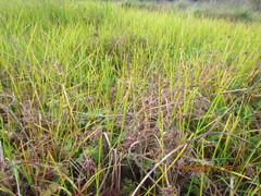 Isolepis distigmatosa