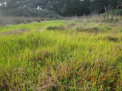 Isolepis distigmatosa