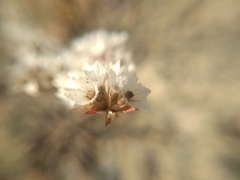 Goniolimon callicomum