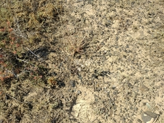 Goniolimon callicomum