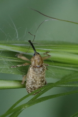 Dorytomus longimanus