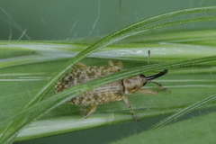 Dorytomus longimanus