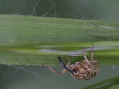 Dorytomus longimanus