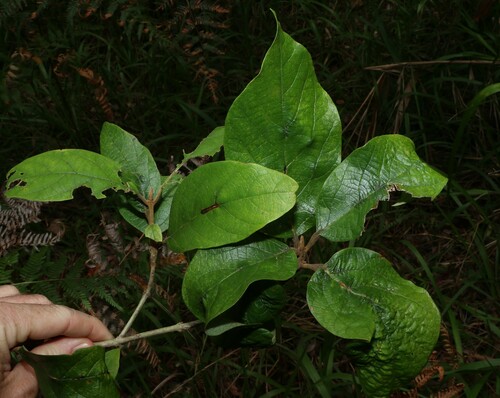Image of Gmelina leichhardtii by (c) Greg Tasney, some rights reserved (CC BY-SA)