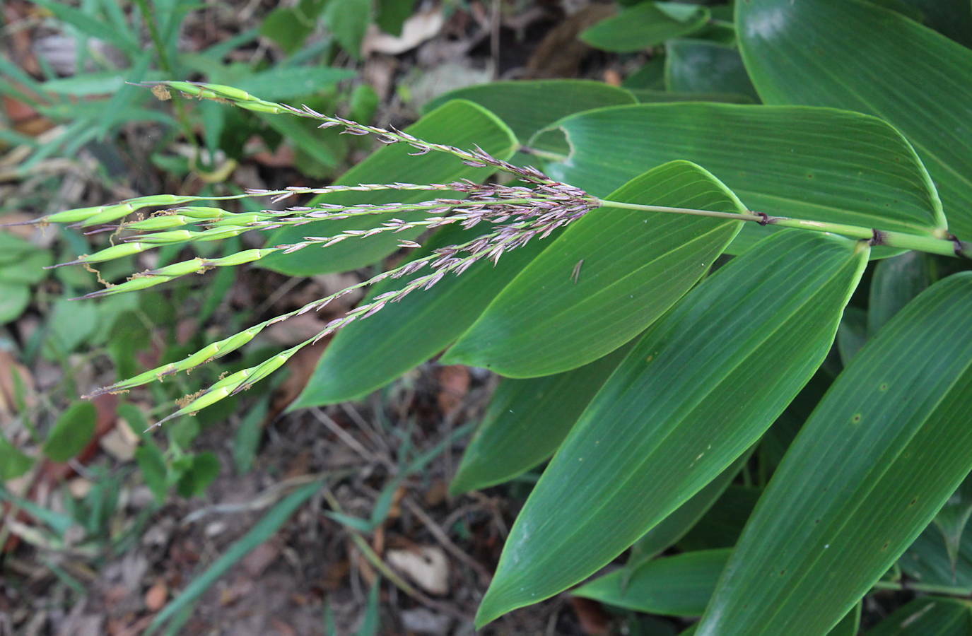 Olyra fasciculata