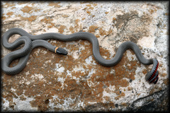 Diadophis punctatus regalis