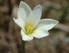 Zephyranthes concolor