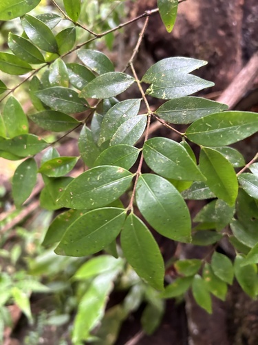 Siphoneugena densiflora, 2024-10-30