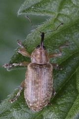 Dorytomus longimanus