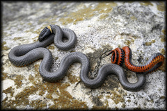 Diadophis punctatus regalis