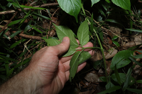 Image of Soft Water Vine (Causonis eurynema) by (c) Greg Tasney, some rights reserved (CC BY-SA)