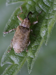 Dorytomus longimanus