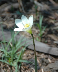 Zephyranthes concolor