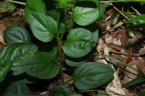 Image of Hackelia latifolia by (c) Greg Tasney, some rights reserved (CC BY-SA)