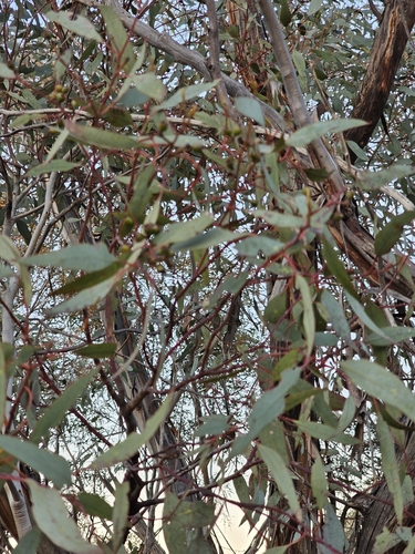 Image of Dumosa Mallee (Eucalyptus dumosa) by (c) Michael McBain, some rights reserved (CC BY)