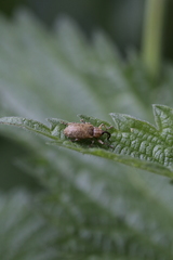 Dorytomus longimanus