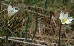 Zephyranthes concolor