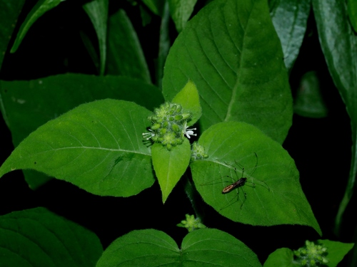 Circaea cordata (Circaea cordata)