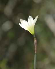 Zephyranthes concolor