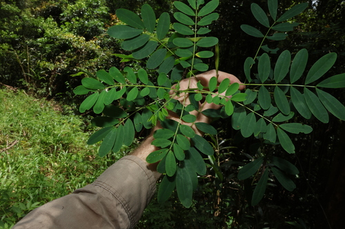 Image of Senna acclinis by (c) Greg Tasney, some rights reserved (CC BY-SA)