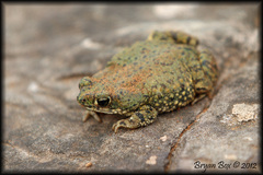 Anaxyrus debilis debilis