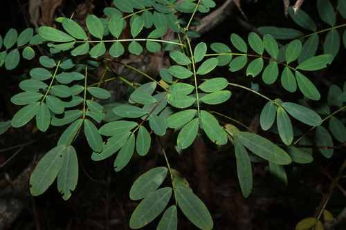 Image of Senna acclinis by (c) Greg Tasney, some rights reserved (CC BY-SA)