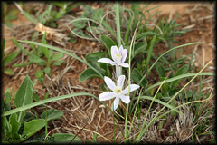 Androstephium coeruleum