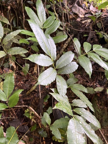 Danaea arbuscula