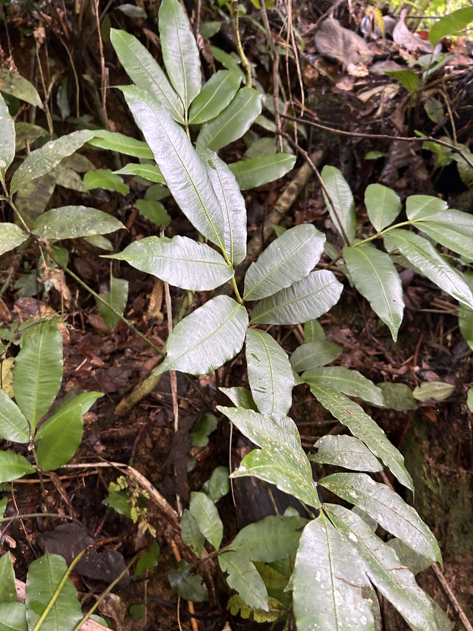 Danaea arbuscula