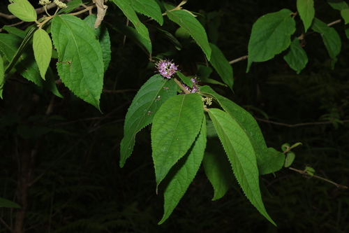 Callicarpa pedunculata