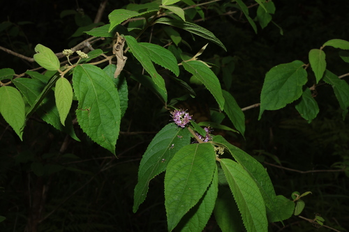 Callicarpa pedunculata