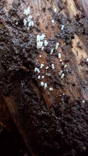 Henningsomyces candidus