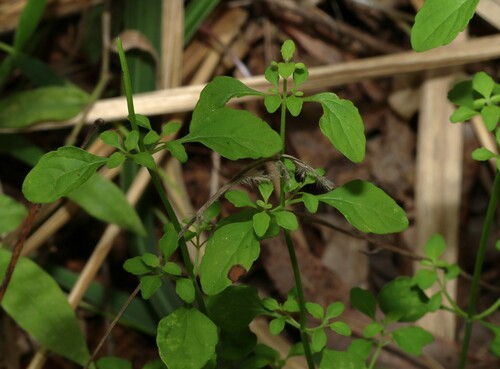 Image of Mentha satureioides by (c) Greg Tasney, some rights reserved (CC BY-SA)